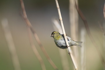 Eurasian siskin (Carduelis spinus) in Japan