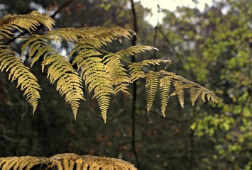 Beautiful autumn fern on a natural forest background.