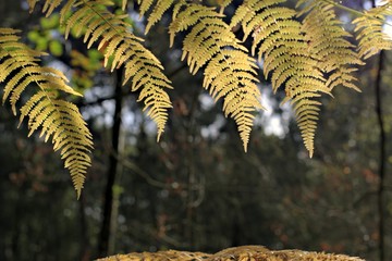 Beautiful autumn fern on a natural forest background.