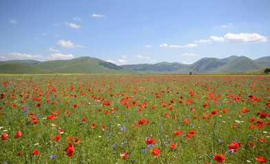 Fototapeta na wymiar Umria, Italy, poppies field of Pian Grande in Castelluccio di Norcia with Monti Sibillini as background, in a sunny summer day