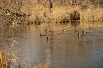 REDHEAD DUCKS ON POND