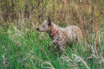 Red Heeler Dog Playing