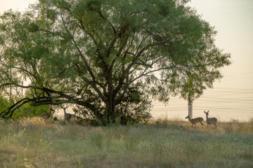 Whitetail Deer standing next to a large tree on a early Texas hill country morning 
