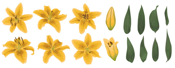 Vector floral bouquet design: set of tender yellow lily flowers, buds and green leaves. Wedding vector for invite card. Watercolor designer editable element bundle.