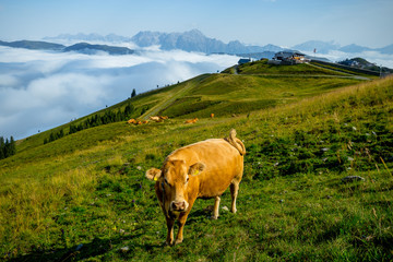 Fototapeta na wymiar Lone Cow on a Meadow Overlooking the High Alpine Peaks