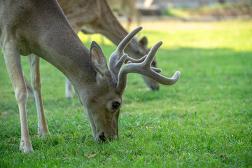 Close up of Texas Hill Country Whitetail Deer eating 
