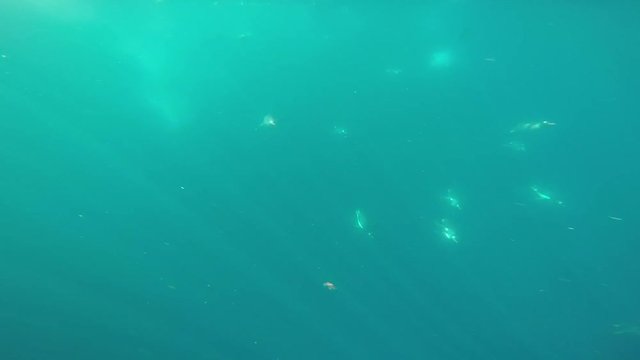 Penguins swimming underwater in Antarctica