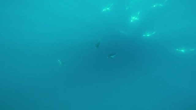 Penguins swimming underwater in Antarctica.