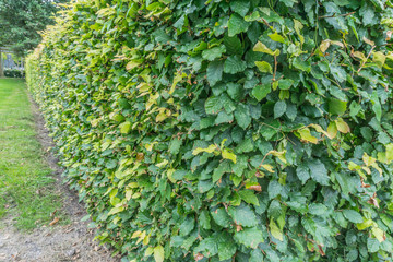 green hedge close up
