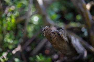 Beautifully Peaceful Green Everglades Swamp Canopy with Water and Trees Everywhere