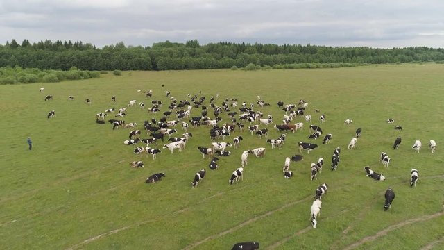 Aerial view cows graze on the green field pasture feed on grass.. Cows on summer pasture. Cows Grazing On a meadow