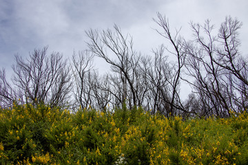 Fototapeta premium Detail of vegetation in the Canary Islands