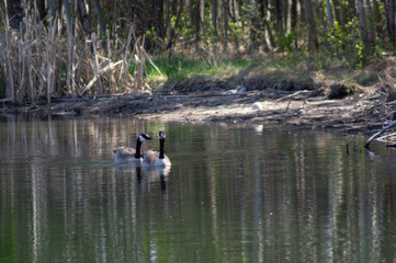 Candian Geese Water