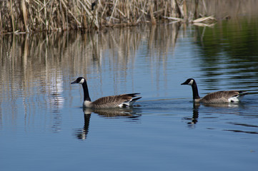 Obraz premium Candian Geese Water