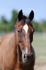 Head of a young thoroughbred horse on the summer meadow. Portrait head shot closeup of purebred horsey