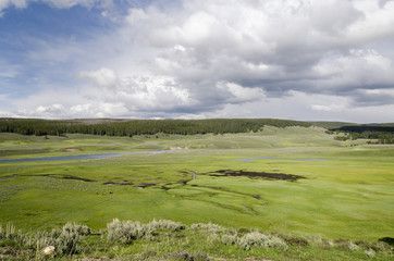 bison in Yellowstone Nationale Park in Wyoming
