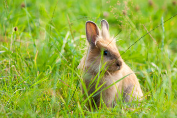 Bunny rabbit on the grass. Close up.