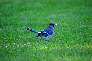 Curious Blue Jay