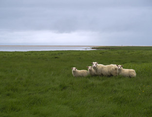 Obraz premium group of four icelandic sheep, mother and lamb on green grass meadow, blue sky and red sand beach, west fjords, Iceland