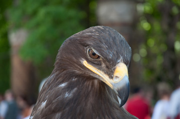 eagle portrait close