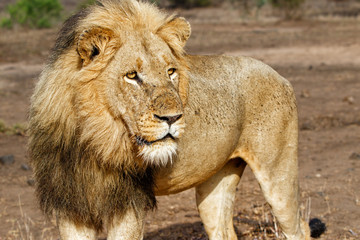 Dominant male lion walking around in the Kruger National Park in South Africa