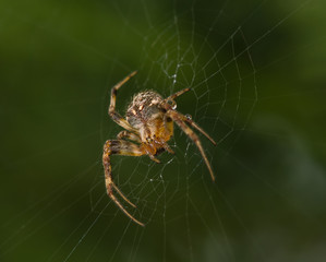Spider waiting for the next prey