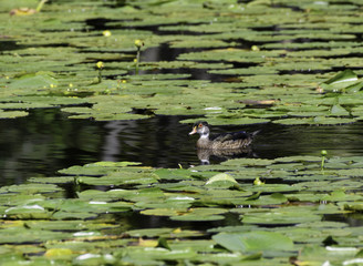 Juvenile Wood Duck Swimming on the Pond with Lilies