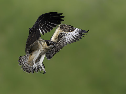 Juvenile Osprey Learning to Fly