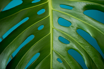 Tropical Jungle branches leaves Monstera on  aquamarine color background. Flat lay. Flat lay of...