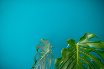 Tropical Jungle branches leaves Monstera on  aquamarine color background. Flat lay. Flat lay of Botanical nature. Floral elements design,Green foliage	
