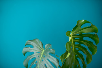 Tropical Jungle branches leaves Monstera on  aquamarine color background. Flat lay. Flat lay of...