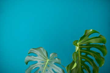 Tropical Jungle branches leaves Monstera on  aquamarine color background. Flat lay. Flat lay of...