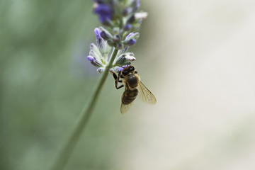 Bee on lavender flower