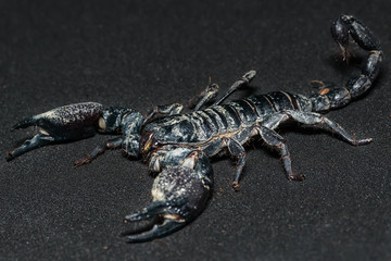 Black scorpion isolated on black background