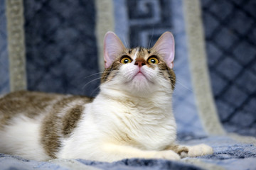 Striped with white European shorthair cat lying on a sofa on a blue background