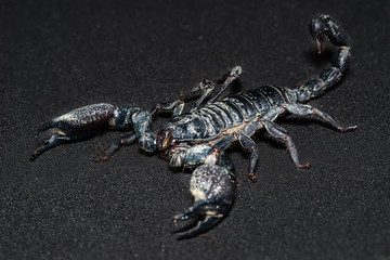 Black scorpion isolated on black background