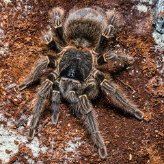 Tarantula Grammostola porteri isolated on black background