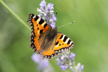 Fototapeta na wymiar Monarch butterfly on a lavender flower