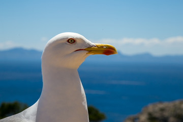 White Seagull in the sun