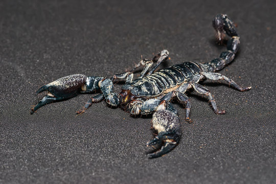 Black scorpion isolated on black background