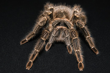 Tarantula Grammostola porteri isolated on black background