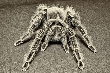 Tarantula Grammostola porteri isolated on black background