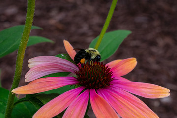 Bumble Bee on Cone Flower