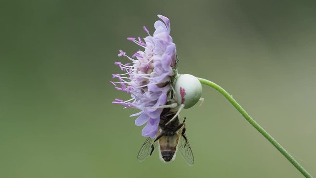 White crab spider (Misumena vatia) capturing a fly on a scabious plant
