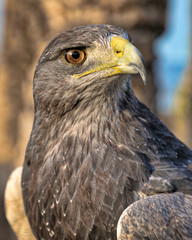Closeup of a grey eagle with the yellow-orange light from the setting sun on it