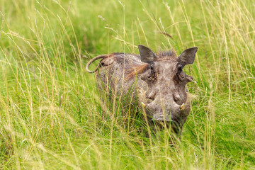 Big hairy warthog watching from the green grass, Khama Rhino Sanctuary conservation, Botswana