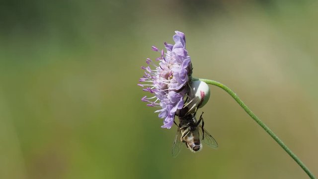 White crab spider (Misumena vatia) capturing a fly on a scabious plant