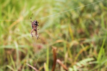 Spider in Galapagos