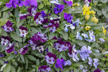 Irlande - Tapis de pensées violettes et blanches