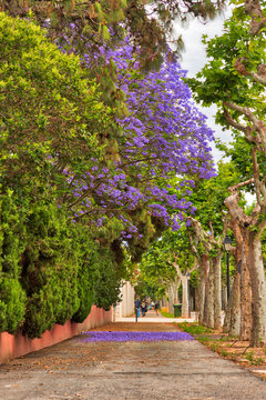 A purple jacaranda tree among green trees along a sidewalk with the purple petals on the ground below it